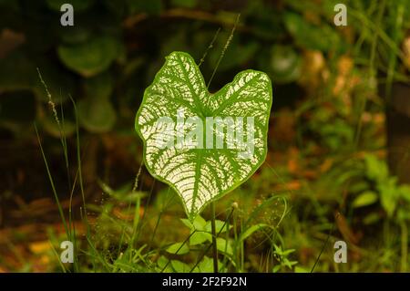 Daun Keladi, Caladium, eine Gattung von blühenden Pflanzen aus der Familie Araceae, in flachem Fokus Stockfoto