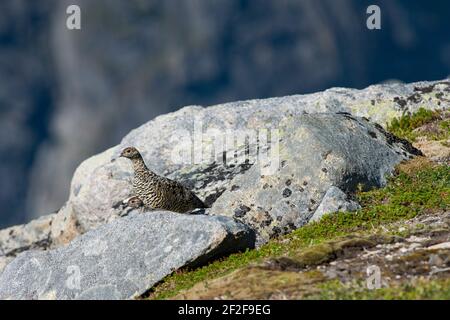 Rock Ptarmigan Vogel gut getarnt gegen die schönen Berge Stockfoto