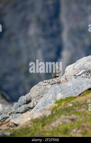 Rock Ptarmigan Vogel gut getarnt gegen die schönen Berge Stockfoto