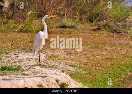 Kleiner Reiher, Egretta garzetta, Feuchtgebiete, Royal Bardia National Park, Bardiya National Park, Nepal, Asien Stockfoto