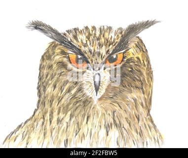 Wasserfarbe Scheune Eule. Eule Kopf Aquarell Malerei Hand isoliert auf weißem Hintergrund gemacht. Eule Illustration auf weiß. Stockfoto