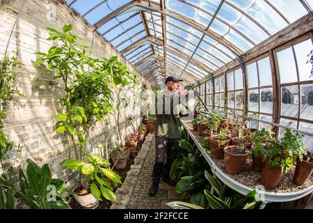 Chefgärtner Andrew Humphris im Parham House and Gardens bewässert die Pelargonien im edwardianischen Teak-Gewächshaus im Herrenhaus in Pulborough Stockfoto