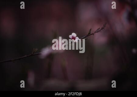 Gärten in Blüte. Schöne Blumen auf Obstbäumen. Die rosa Blumen blühten auf dem Zweig der Pfirsichkirsche Stockfoto