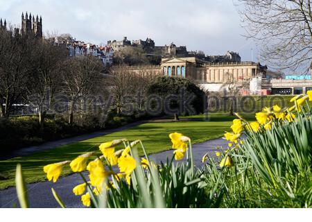 Edinburgh, Schottland, Großbritannien. März 2021, 12th. Die Narzissen des Frühlings beginnen in den East Princes Street Gardens zu blühen. Blick auf Edinburgh Castle an einem sonnigen, windigen und duschenden Morgen. Kredit: Craig Brown/Alamy Live Nachrichten Stockfoto