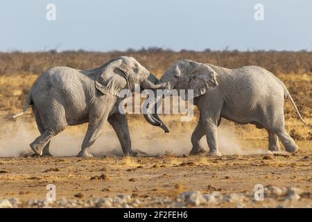 2 afrikanische Elefanten (Loxodonta africana) aggressive Kämpfe. Etosha Nationalpark, Namibia, Afrika Stockfoto