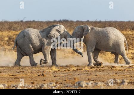 2 Elefanten (Loxodonta africana) aggressiver Kampf. Etosha Nationalpark, Namibia, Afrika Stockfoto