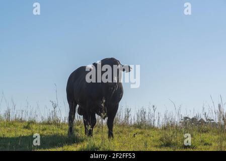 Aberdeen Angus-Stier. Bauernhof Tier. Viehzucht Explorationsgebiet. Zuchtbulle der Tiergenetik. Stockfoto