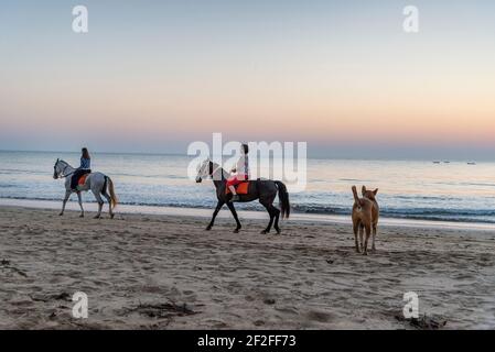 Reitpferde, Abendstimmung auf Agonda Beach, Goa, Indien Stockfoto