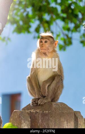 Rhesusaffen sitzt in der Sonne in Tamil Nadu, Indien Stockfoto