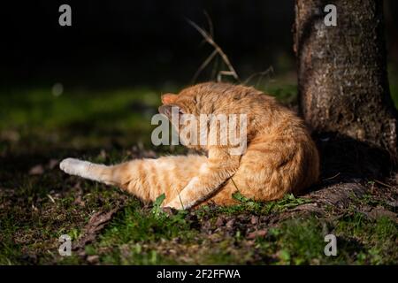 Die Katze reinigt sich selbst. Stockfoto