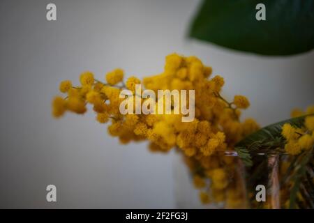 mimosa begabt am Frauentag Stockfoto