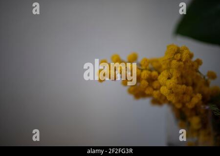 mimosa begabt am Frauentag Stockfoto