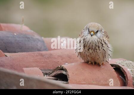 Kleiner Turmfalke (Falco naumanni) Weibchen auf altem Dach, wo diese Art oft nistet Extremadura, Spanien BI002720 Stockfoto