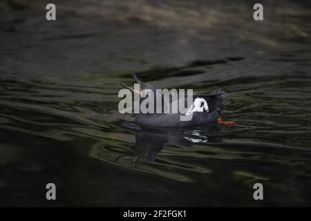 Taube Gulliemot zeigt (Cepphos columba) Oregon Coast, USA BI003262 Stockfoto