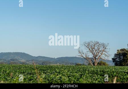 Sojabohnen. Getreideproduktion. Pflanzung in einem frühen Stadium der Reifung und Kornbildung. Ländliche Landschaft. Kleines landwirtschaftliches Anwesen. Stockfoto