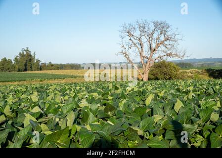 Sojabohnen. Getreideproduktion. Pflanzung in einem frühen Stadium der Reifung und Kornbildung. Ländliche Landschaft. Kleines landwirtschaftliches Anwesen. Stockfoto