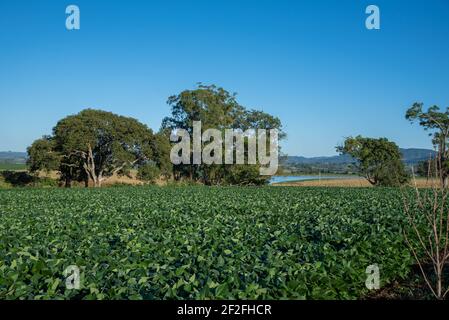 Sojabohnen. Getreideproduktion. Pflanzung in einem frühen Stadium der Reifung und Kornbildung. Ländliche Landschaft. Kleines landwirtschaftliches Anwesen. Stockfoto