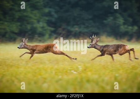 Zwei Stück männliche Rehe laufen Stockfoto