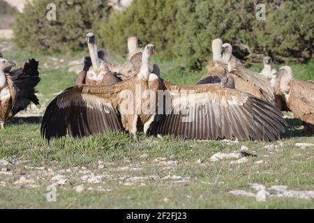 Gänsegeier - Flügel verbreiten, um Dominanz zu ersetzenGrips fulvus Segovia, Spanien BI009083 Stockfoto