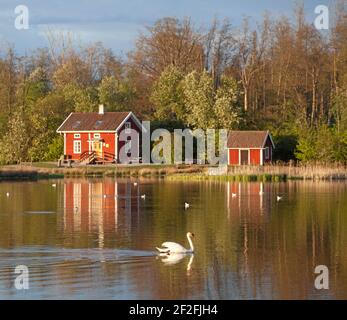 Ein Schwan schwimmt vor Erik Rosenbergs roter Hütte, im Oset Naturschutzgebiet, Orebro, Schweden. Foto: Anders Good / TT / Code 2343 Stockfoto