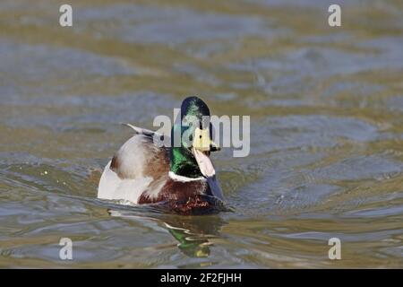 Mallard - Drake Beben Anas platyrhynchos Hertfordshire, Großbritannien BI009686 Stockfoto