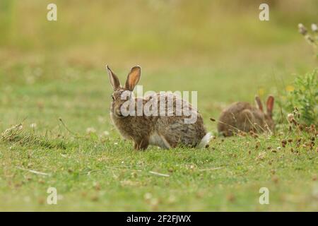 Europäischer Hase, gewöhnlicher Hase, Hase, Oryctolagus cuniculus Stockfoto
