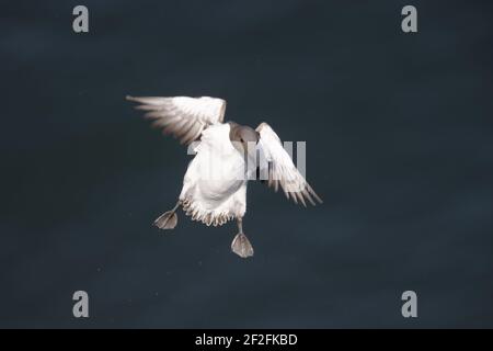 Guillemot - auf dem Land auf brütenden Klippen Uria aalge Fowlsheugh RSPB Reserve Grampian, UK BI010013 Stockfoto