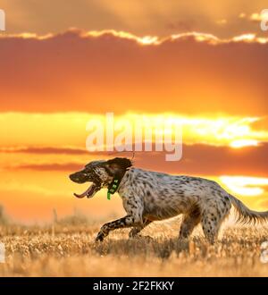 Zeiger Stammbaum Hund springen über Weizenfeld mit orangenen Himmel Und Sonne Stockfoto