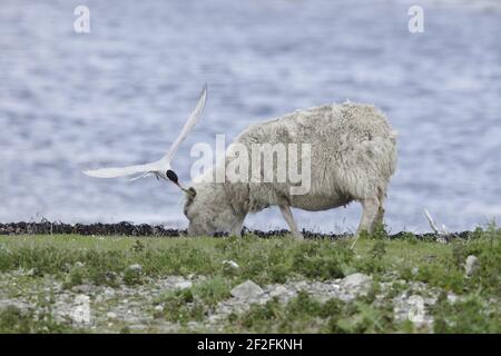 Arctic Tern - angreifende Schafe, die Zuchtgebiet betreten habenSterna paradieseae Shetland Festland, UK BI010224 Stockfoto