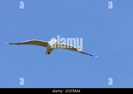 Gemeine Möwe - im FlugeLarus canus Shetland Festland, UK BI010347 Stockfoto