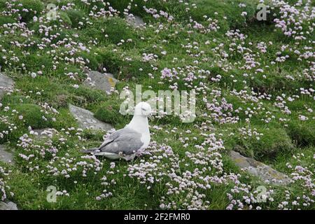 Fulmar - Nesting unter dem Thrift Fulmarus glacialis Noss Nature Reserve Shetland, Großbritannien BI010646 Stockfoto