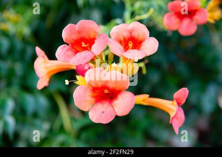 Geöffnete Blumen Stockfoto