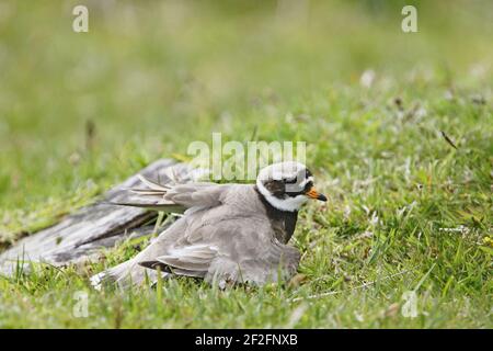 Ringed Plover - Broken Wing DisplayCharadrius hiaticula Yell, Shetland, UK BI011358 Stockfoto