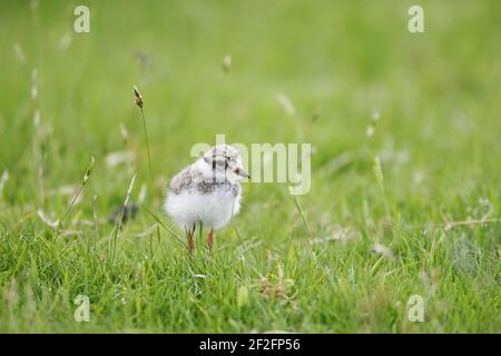 Ringed Plover - ChickCharadrius hiaticula Unst, Shetland, UK BI011373 Stockfoto