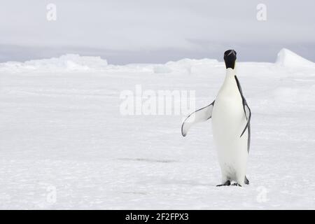 Emperor Penguin - auf Snow Aptenodytes forsteri Snow Hill Island Antarktis BI011736 Stockfoto