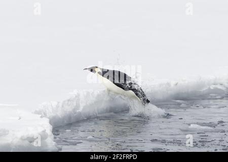 Emperor Penguin - Springen aus dem Meer Aptenodytes forsteri Schnee Hill Island Antarctica BI011842 Stockfoto