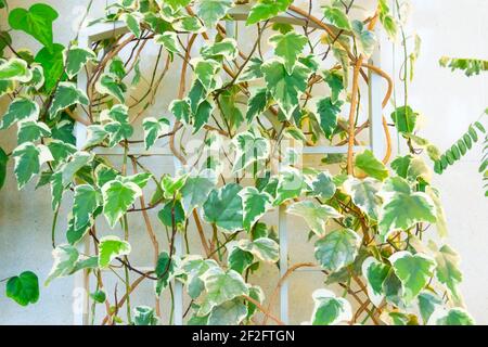 Hedera Evy variierte Liane an der Wand Stockfoto