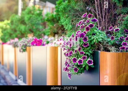 Blühende Petunien in hölzernen dekorativen Töpfen mit immergrünen Thuja-Büschen im Hinterhof der Sommerterrasse des Restaurants Nahaufnahme von Pflanzen niemand. Stockfoto