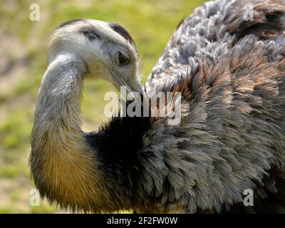 Nahaufnahme Großraum Rhea (Rhea americana) Vom Profil aus gesehen und seine Federn putzen Stockfoto