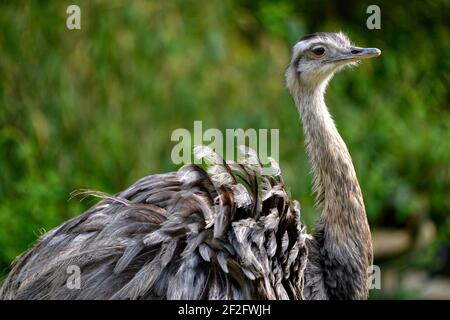 Nahaufnahme Greater Rhea (Rhea americana) vom Profil aus gesehen Stockfoto