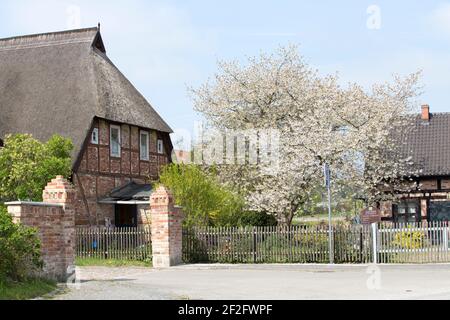 Neuendorf, Halbinsel Gnitz, Usedom Stockfoto