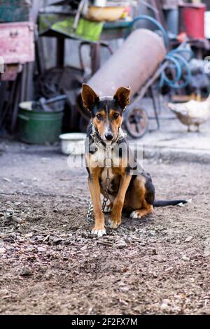 Der Hund an der Kette schaut direkt auf die Kamera. Stockfoto