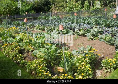 Kohlköpfe, die von Gartenschädlingen durch Plastiknetze und Begleiterpflanzungen protentiert wurden Stockfoto