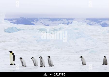 Emperor Penguin - Erwachsene und Junge überqueren Meereis Aptenodytes Forsteri Snow Hill Island Antarctica BI012297 Stockfoto