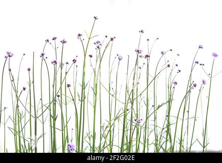 Lila Blüten auf dünnen Stielen. Natur. Isoliert. Stockfoto