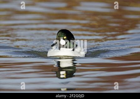 GoldenEye - Drake Bucephala clangula WWT Slimbridge Gloucester, Großbritannien BI013040 Stockfoto