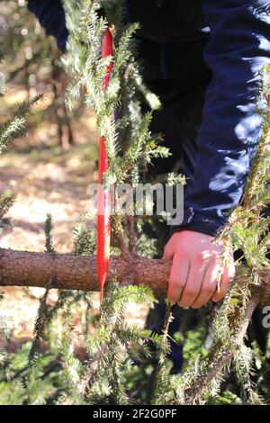 Mann am Weihnachtsbaum, geschnitten, Baum wird auf die richtige Länge geschnitten Stockfoto