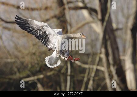 Greylag Goose - Coming in to Land Anser anser WWT Slimbridge Gloucestershire, UK BI013046 Stockfoto