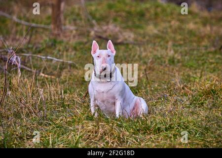 White englisch Bull Terrier Welpe sitzt im Freien Stockfoto