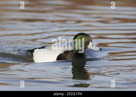 Greater scaup - Drake Aythya marila WWT Slimbridge Gloucestershire, Großbritannien BI013071 Stockfoto